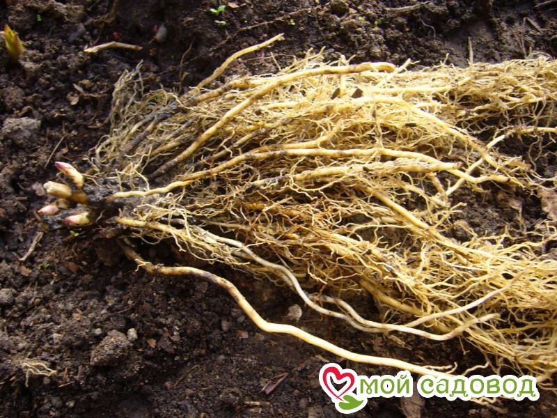 Флокс Роуз Стелс